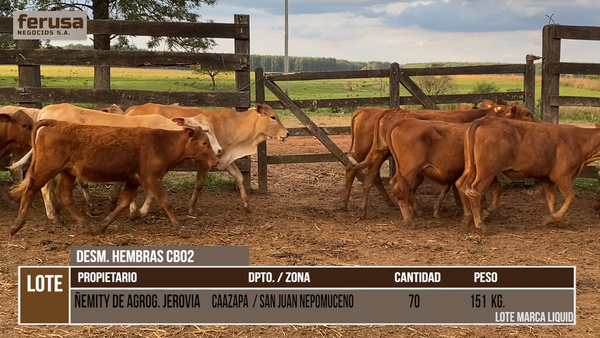Lote LOTE 1 -  70 DESMAMANTES HEMBRAS CBO 2