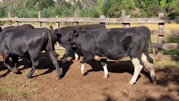 Lote 15 Novillo Engorda en Aysén, XI Región Aysén