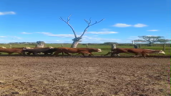 Lote 19 Terneros/as