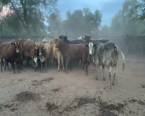 Lote 35 Vacas nuevas Preñadas en Juan José Castelli, Chaco