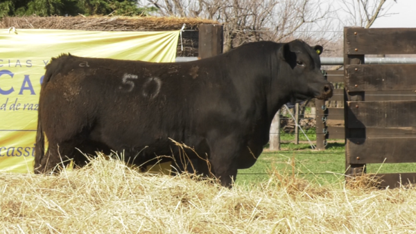 Lote TOROS ANGUS PURO CONTROLADO