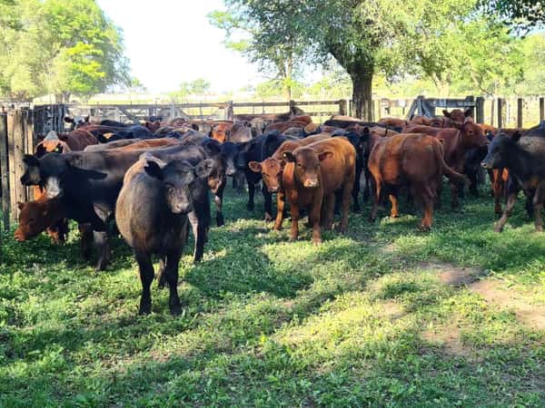 Lote 52 Novillitos en Gral. Lamadrid, Buenos Aires
