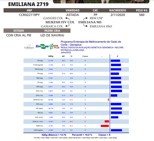 Lote LOTE 62