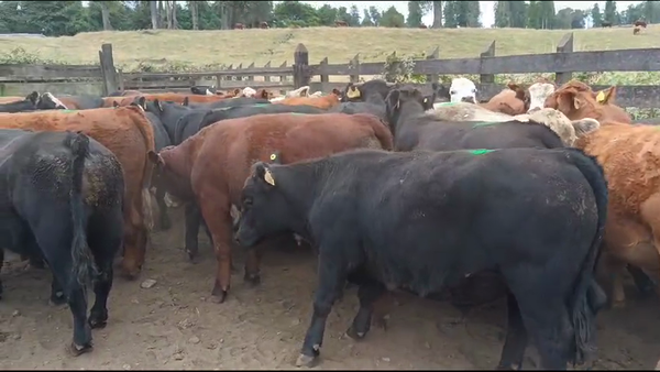 Lote 50 Novillo Engorda en Osorno, X Región Los Lagos