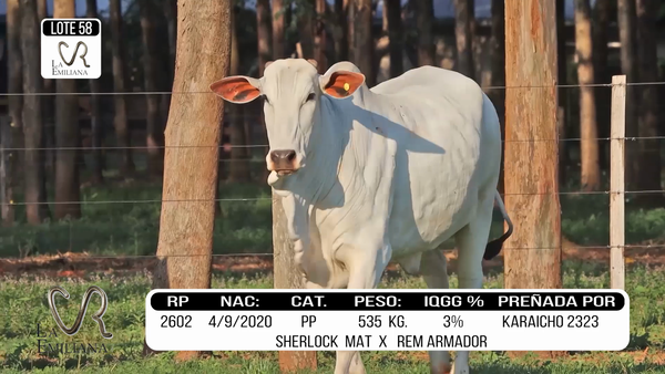 Lote LOTE 58