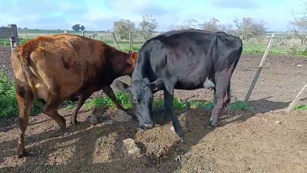 Lote 2 Vaquillonas  a remate en Pantalla Camy 500kg - , San José
