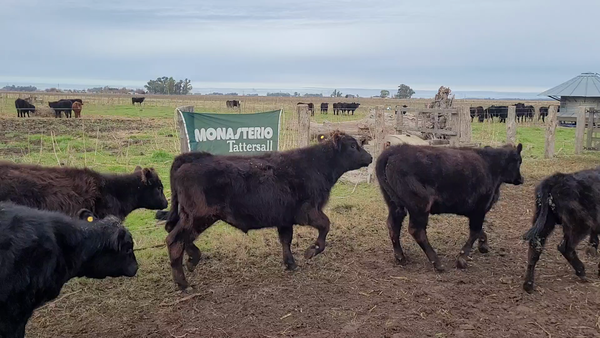 Lote 21 Terneros/as