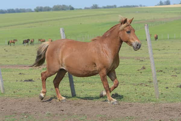 Lote Pinky