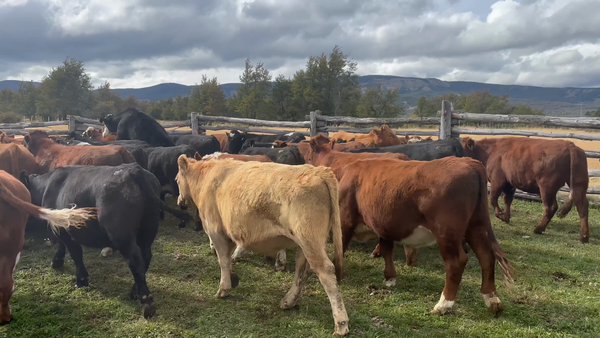 Lote 49 Novillo Engorda en XI Región Aysén, Coyhaique