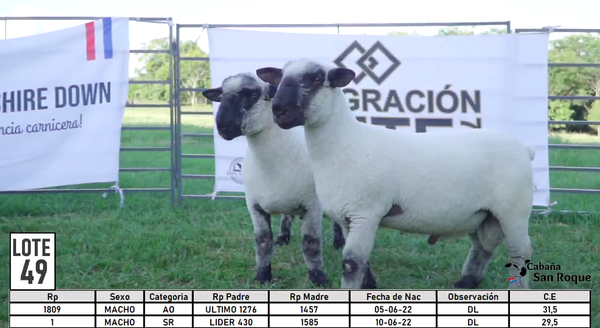 Lote LOTE 49