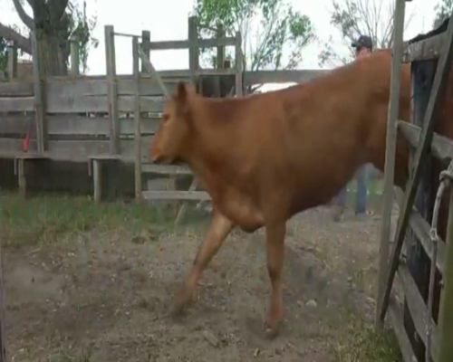 Lote Novillos