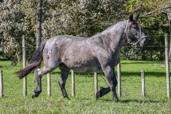 Lote Lote 14 Desconsiderada del Paso rp 183