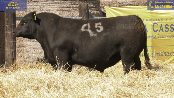 Lote TOROS ANGUS PURO CONTROLADO