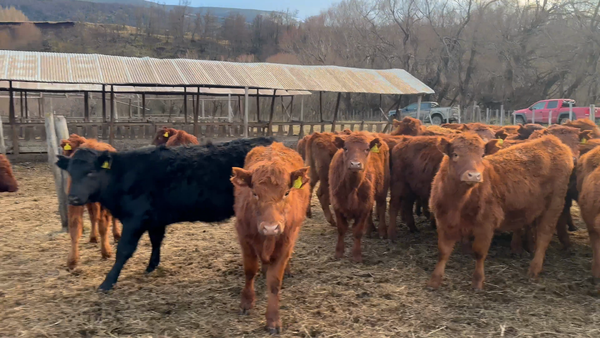 Lote 60 Ternera en Coyhaique, XI Región Aysén