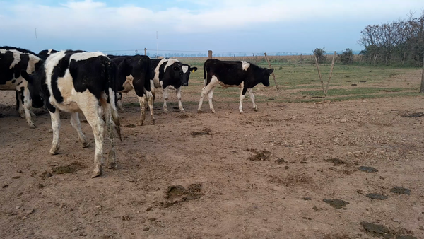 Lote 35 Novillitos Holando Argentino en Morteros, Córdoba