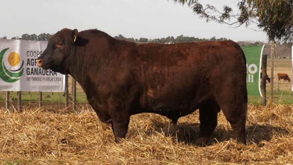 Lote TOROS PUROS POR CRUZA