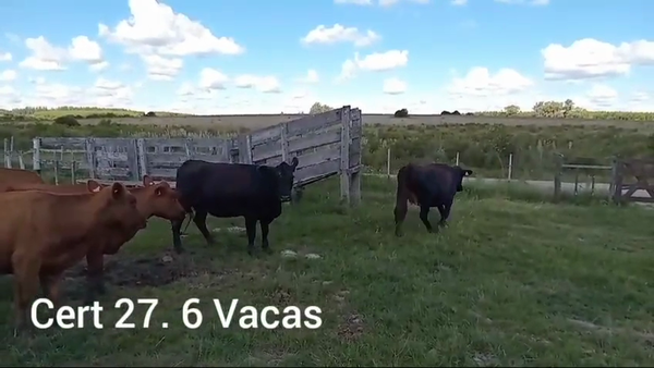 Lote VACAS INVERNADA