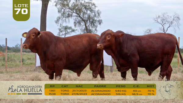 Lote LOTE 70
