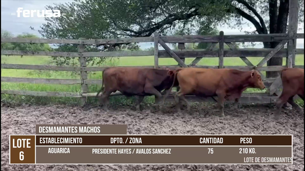 Lote LOTE 6