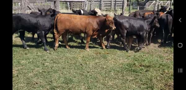 Lote 30 Terneros/as en Villaguay, Entre Ríos