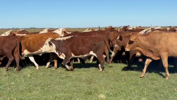 Lote 119 Novillos