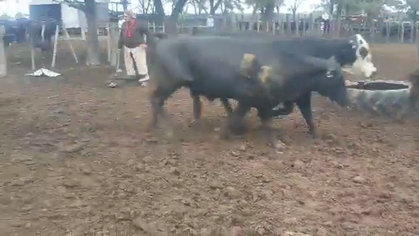 Lote 139 Vacas nuevas Preñadas en Gral. Pinero, Chaco