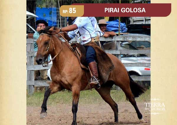 Lote RP. 85 - PIRAI GOLOSA - FIRMEZA