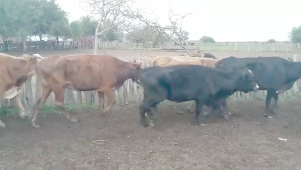 Lote 35 Vacas de invernar en Villaguay, Entre Ríos