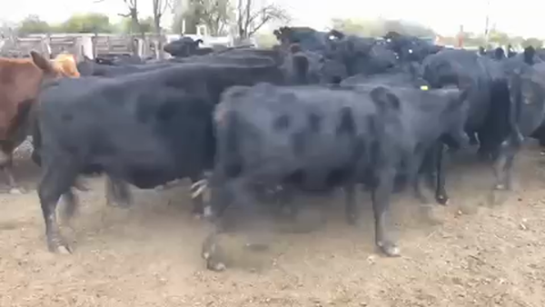 Lote 32 Vacas usadas preñadas en Mojones S., Entre Ríos