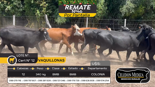 Lote 12 Vaquillonas  en Carmelo, Colonia