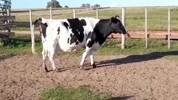 Lote Vacas preñadas HO a remate en REMATE ESPECIAL DE TERNEROS en LA CONCORDIA