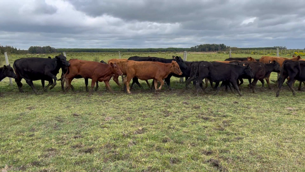 Lote 88 Vaquillonas 1 a 2 años en Los Feos, Tacuarembó