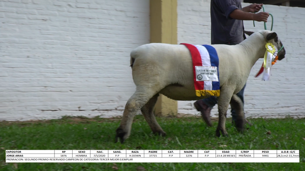 Lote Hampshire Down Expo Internacional 2022 - Lote 29