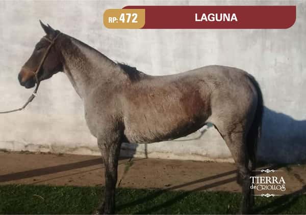 Lote RP. 472 - LAGUNA - LOS CENCERROS