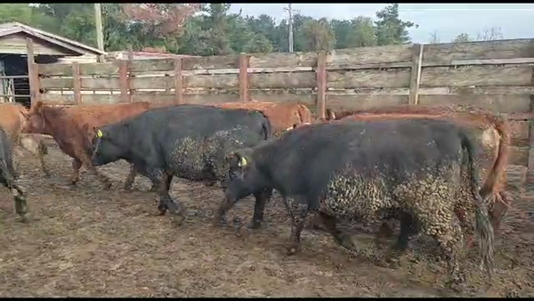 Lote 20 Vaquilla Gorda en Los Ángeles, VIII Región Biobío