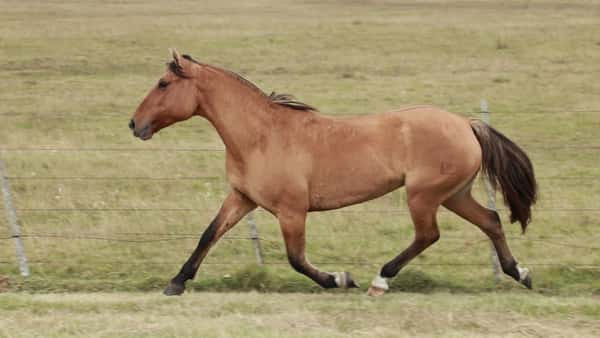 Lote Vaquillonas Holando Preñadas, en Christophersen, Sta Fe