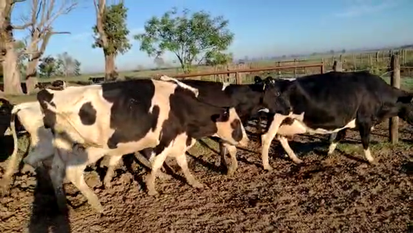 Lote Vacas En Produccion - Suc. Oeschger, Juan Carlos