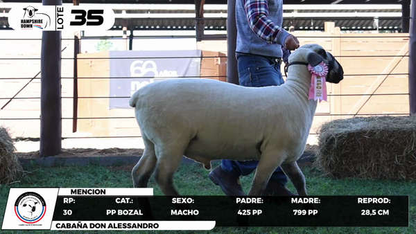 Lote LOTE 35- BOZAL