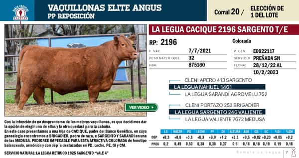 Lote VAQUILLONAS ANGUS  PP REPOSICIÓN LA LEGUA