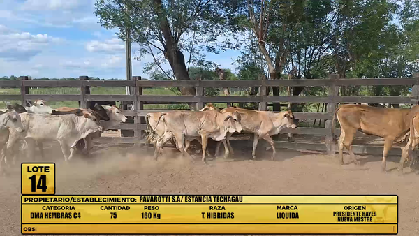 Lote LOTE 14