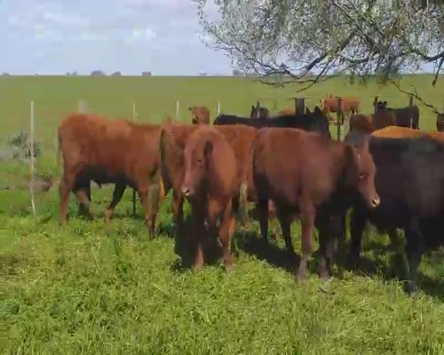 Lote 37 Novillitos en Olavarría, Buenos Aires