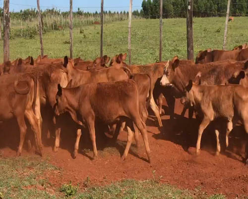 Lote 57 Terneros/as en Virasoro, Corrientes