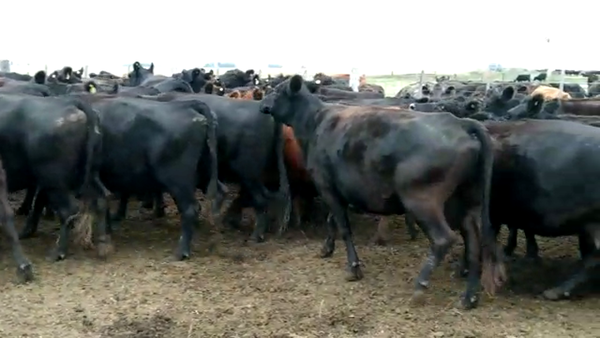 Lote 52 Vacas medio uso C/ gtia de preñez en Las Flores, Buenos Aires