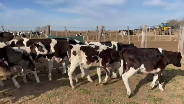 Lote 30 Terneros Holando En MACACHIN