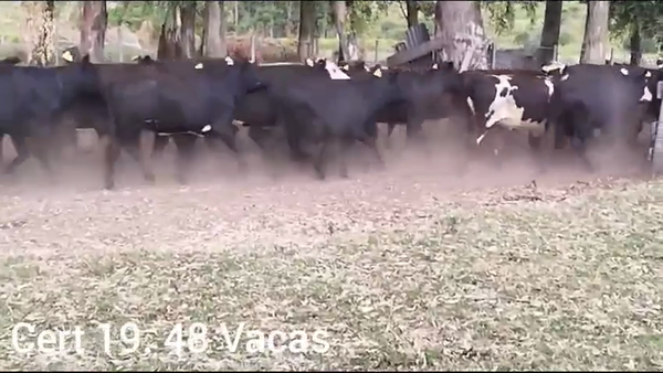 Lote VACAS INVERNADA