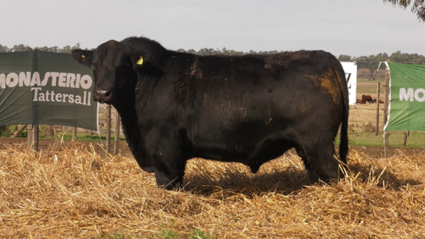 Lote TOROS PUROS POR CRUZA