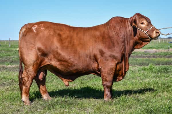 Lote CANGUE EUSEBIO