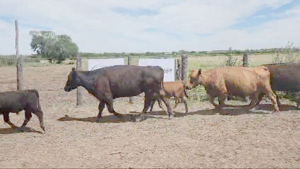 Lote 60 Vacas CUT paridas y vacias