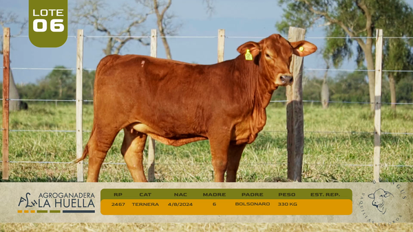 Lote LOTE 6