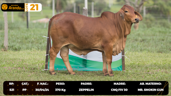 Lote LOTE 21